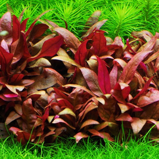 Alternanthera reineckii ‘Mini’