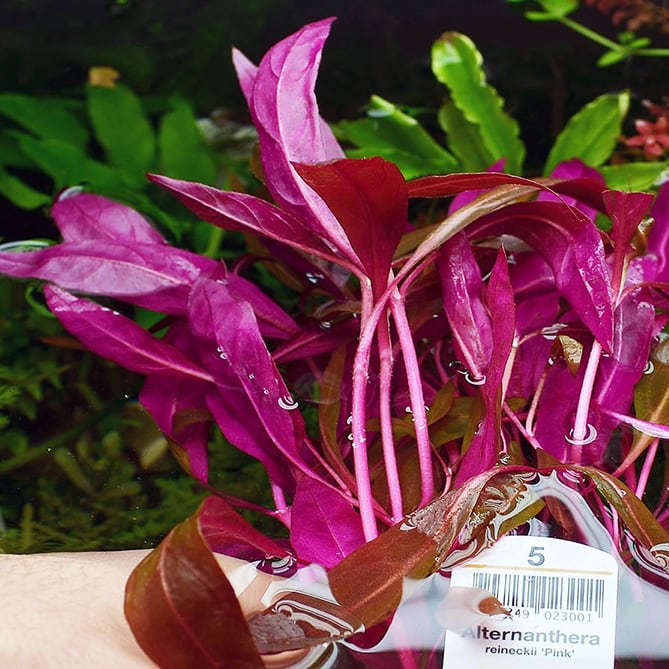 Alternanthera reineckii ‘Pink’