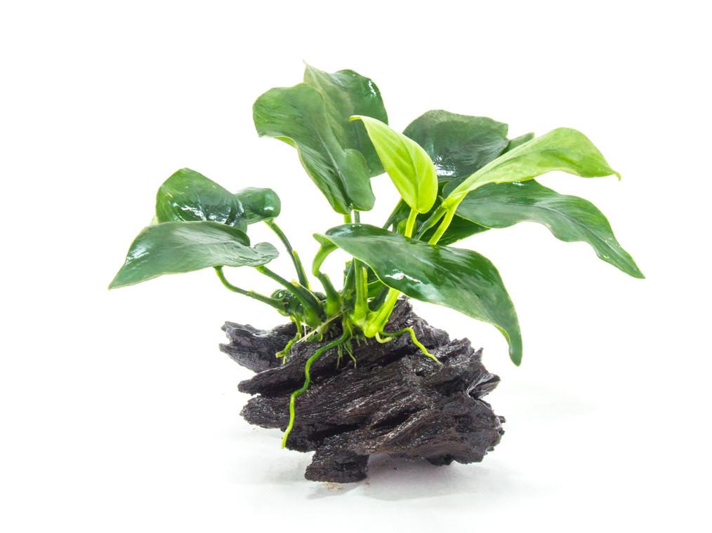 anubias-planted-on-driftwood