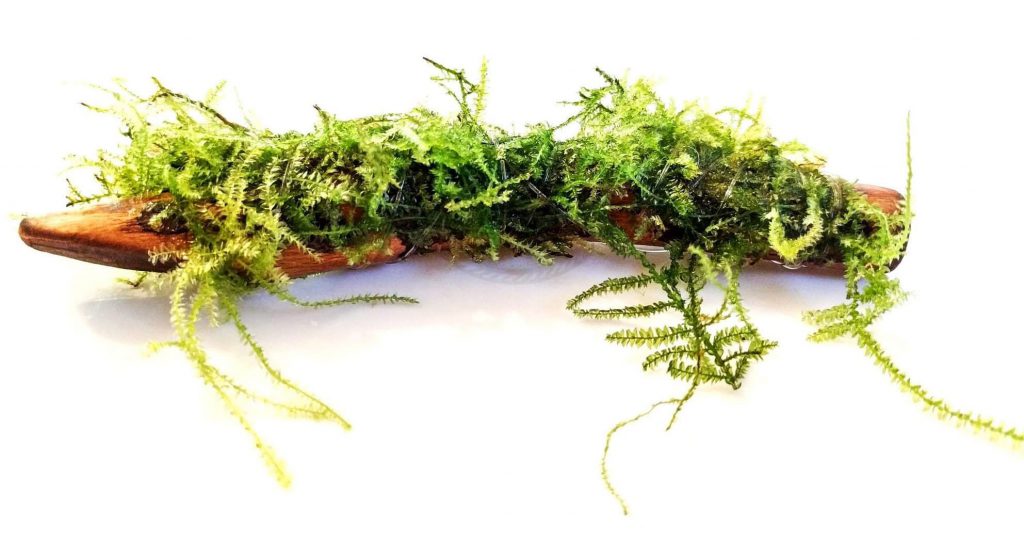 aquarium-driftwood-aquatic-moss-attached