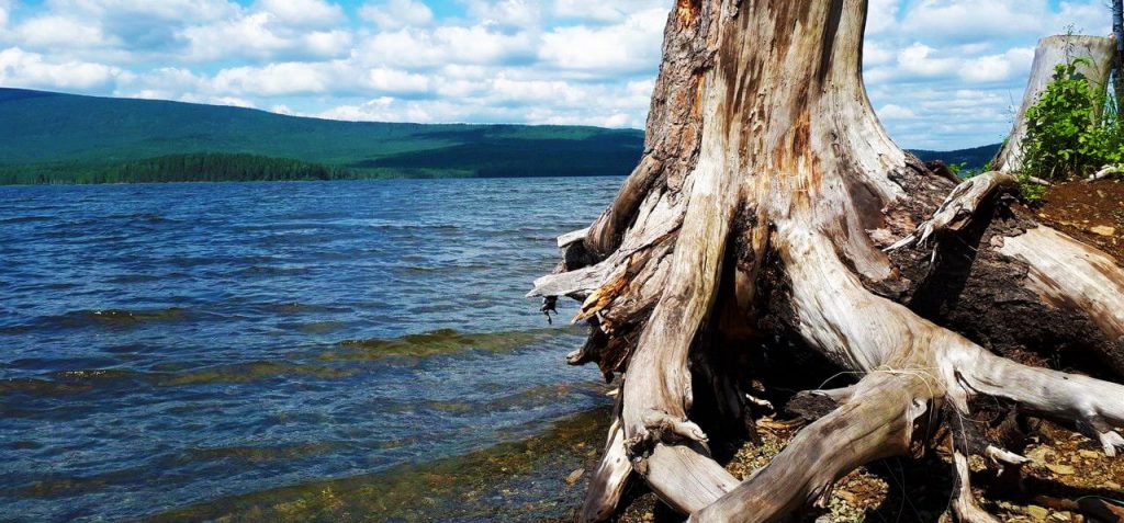 aquarium-driftwood-river