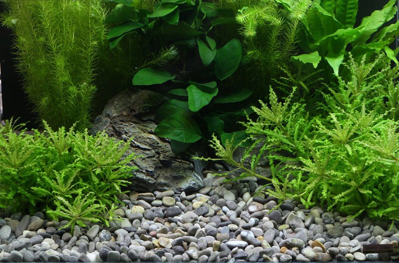 aquarium-gravel-substrate-aquascaping