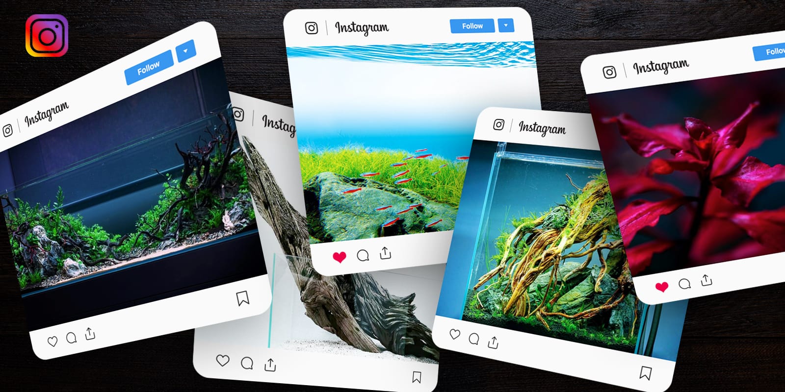 15 Aquascaping Profiles to Follow on Instagram