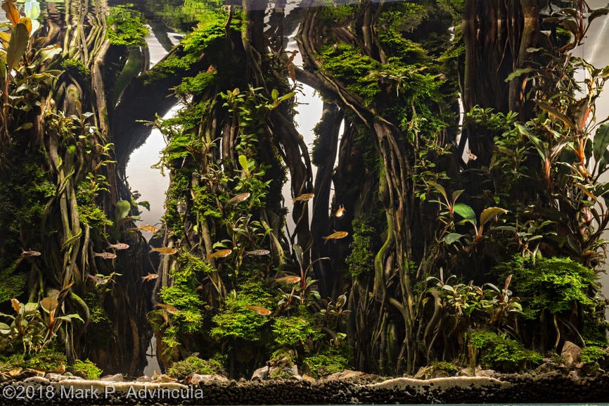 aquascaping-driftwood-planted-tank-10