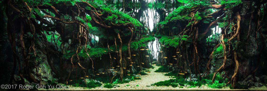 aquascaping-driftwood-planted-tank-11