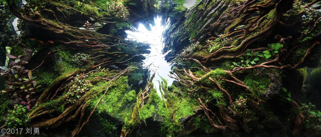 aquascaping-driftwood-planted-tank-12