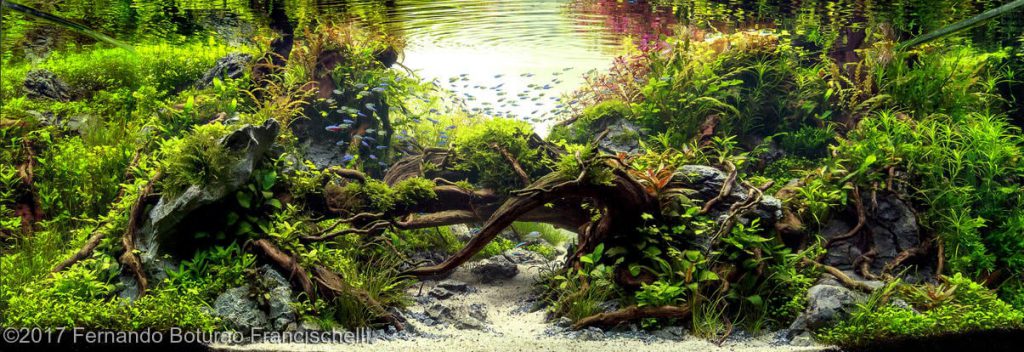 aquascaping-driftwood-planted-tank-13