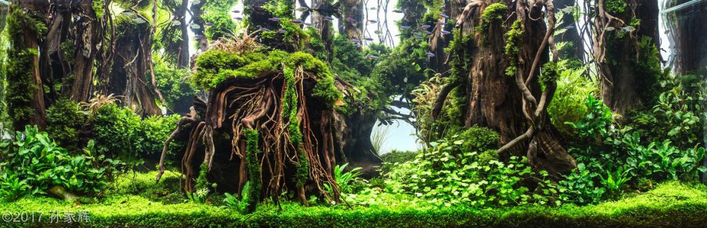aquascaping-driftwood-planted-tank-16