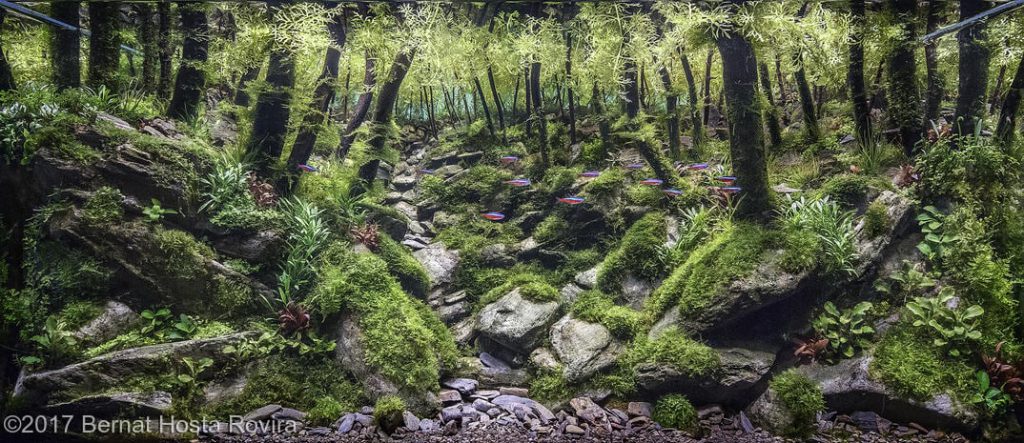 aquascaping-driftwood-planted-tank-17