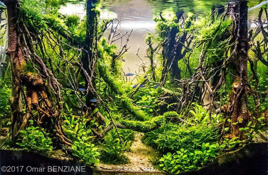 aquascaping-driftwood-planted-tank-18