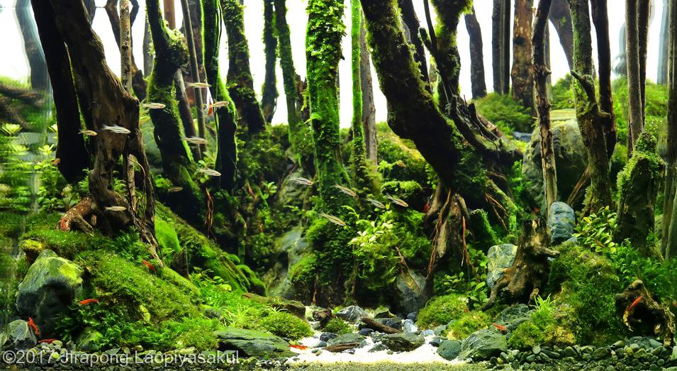 aquascaping-driftwood-planted-tank-20