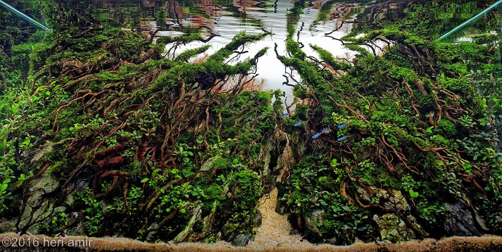 aquascaping-driftwood-planted-tank-29