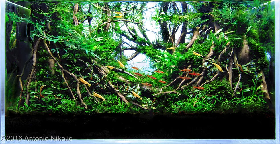 aquascaping-driftwood-planted-tank-30