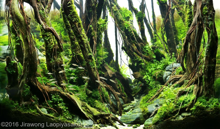 aquascaping-driftwood-planted-tank-31