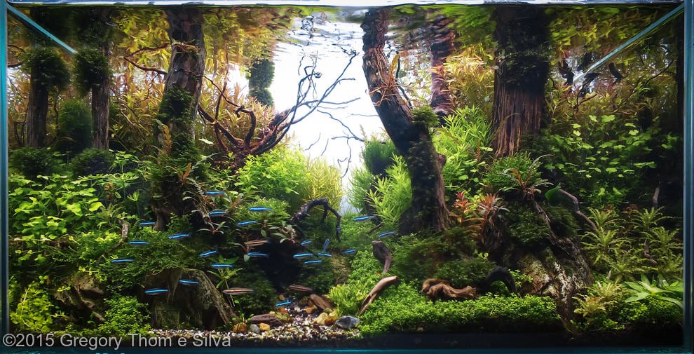 aquascaping-driftwood-planted-tank-34