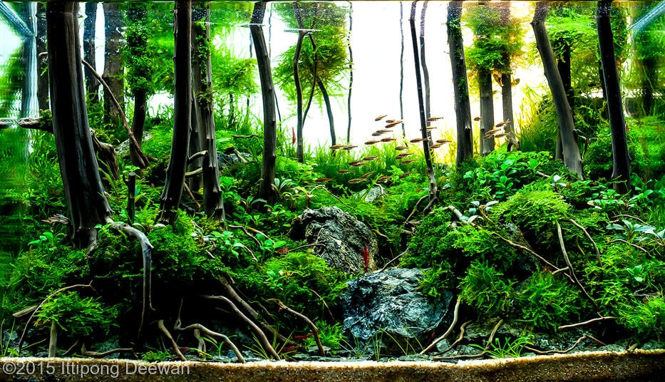 aquascaping-driftwood-planted-tank-35