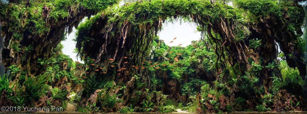 aquascaping-driftwood-planted-tank-5