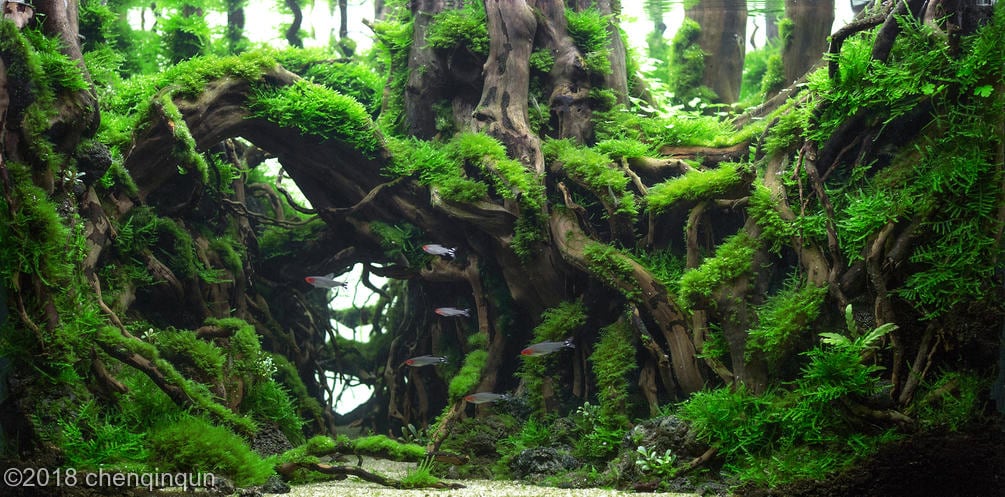 aquascaping-driftwood-planted-tank-6