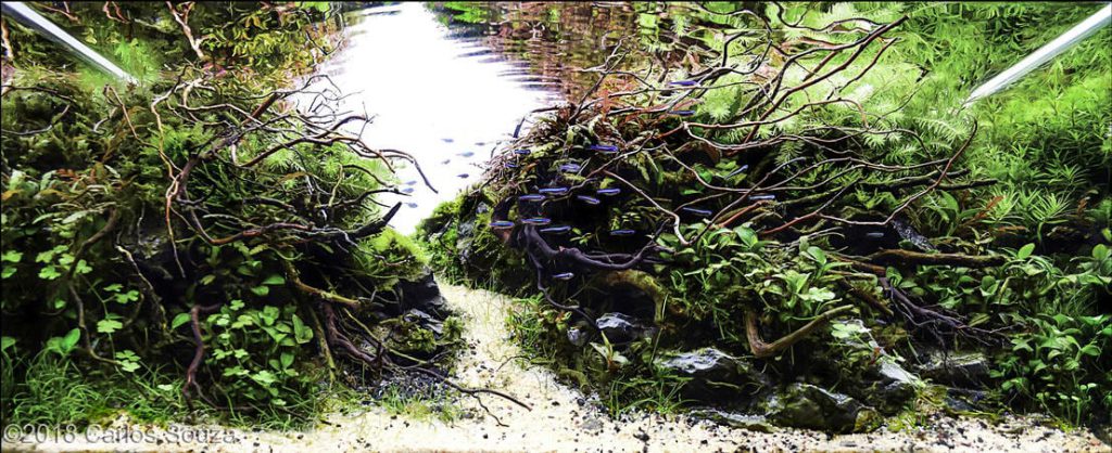 aquascaping-driftwood-planted-tank-7