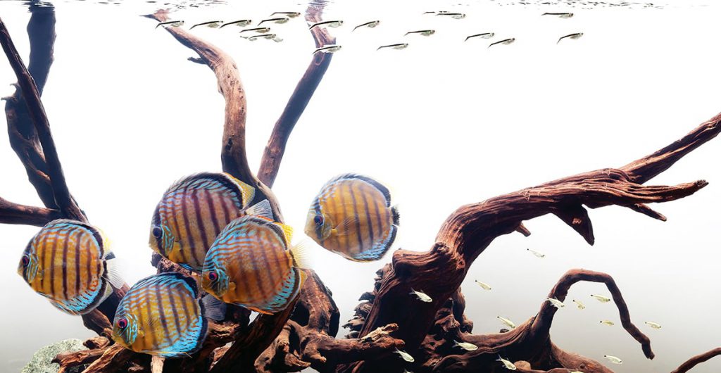aquascaping-fish-aquarium-photography