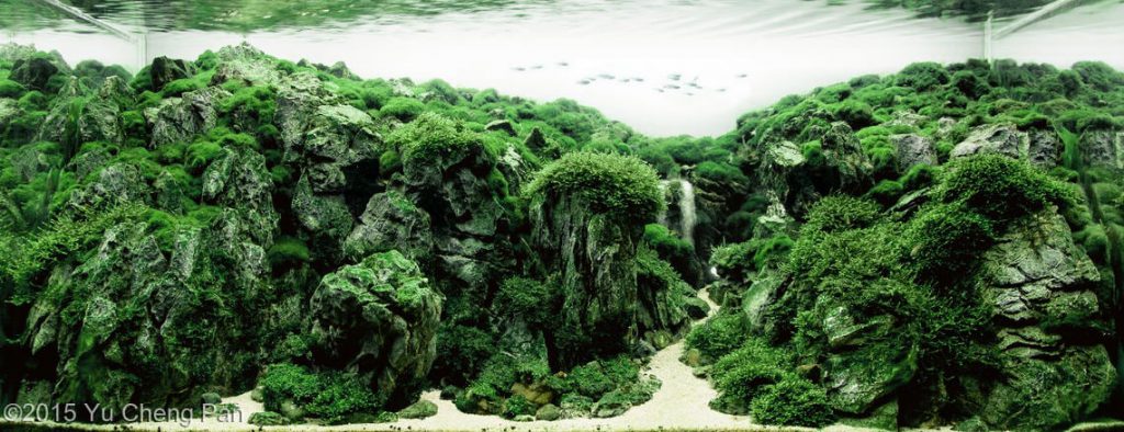 aquascaping-inspiration-aquascaping contests