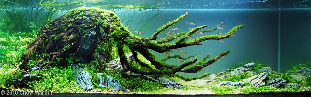 aquascaping-inspiration-dave chow