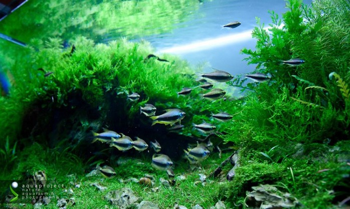 aquascaping-interview-diego-marinelli-italy