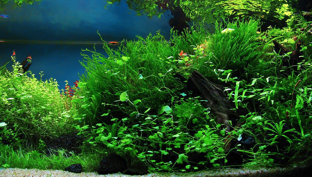 aquascaping-interview-romania-ionut-godea
