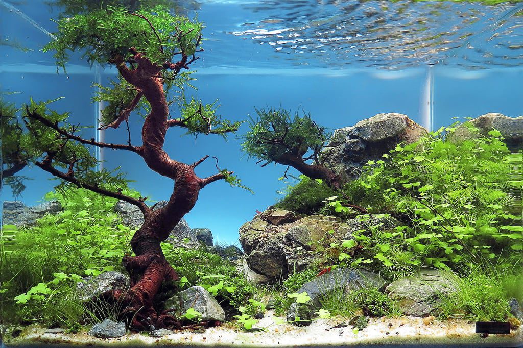 aquascaping-interview-romania-ionut-godea