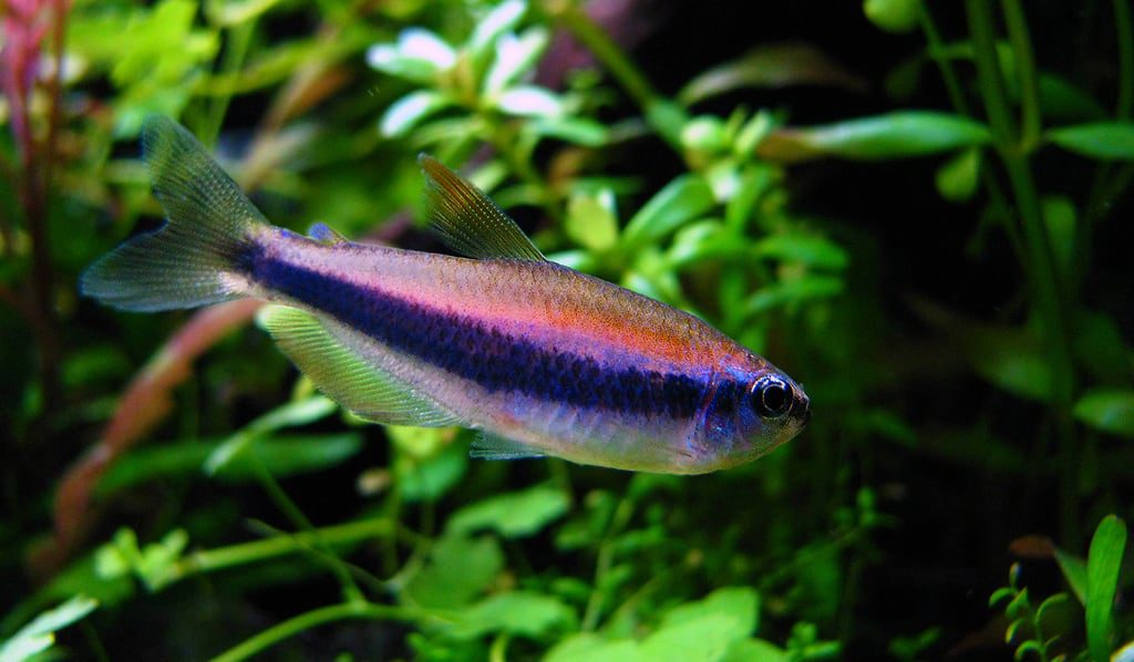 aquascaping-interview-romania-ionut-godea