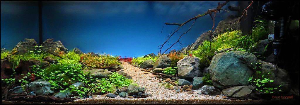 aquascaping-interview-romania-ionut-godea