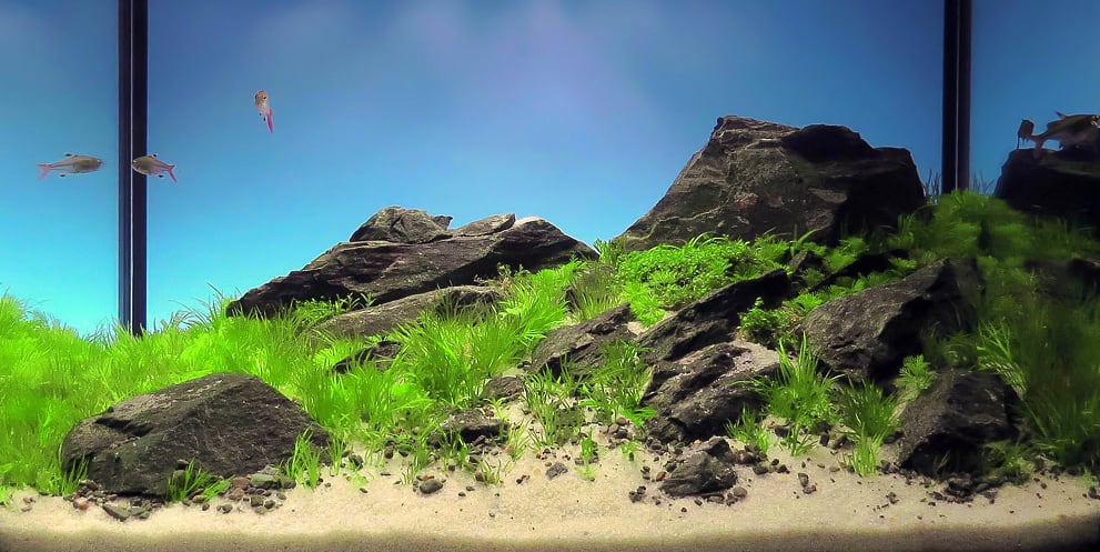 aquascaping-interview-romania-ionut-godea