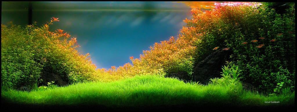 aquascaping-interview-romania-ionut-godea