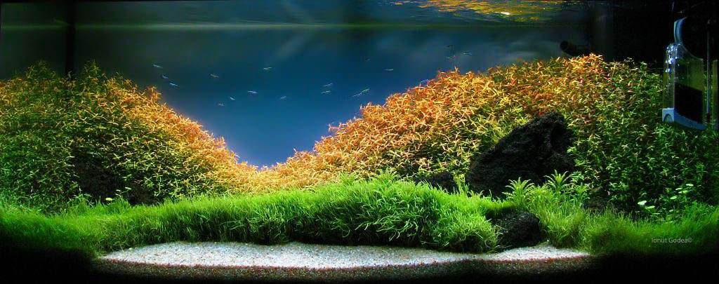 aquascaping-interview-romania-ionut-godea