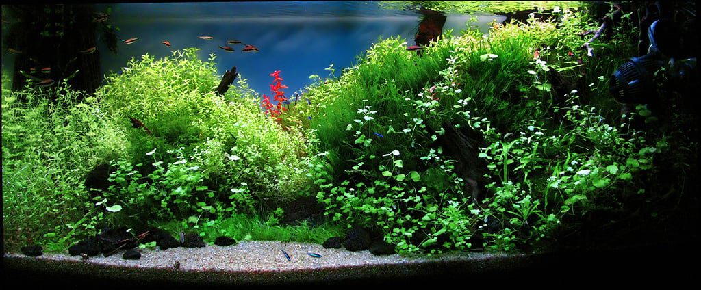 aquascaping-interview-romania-ionut-godea