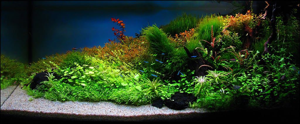aquascaping-interview-romania-ionut-godea
