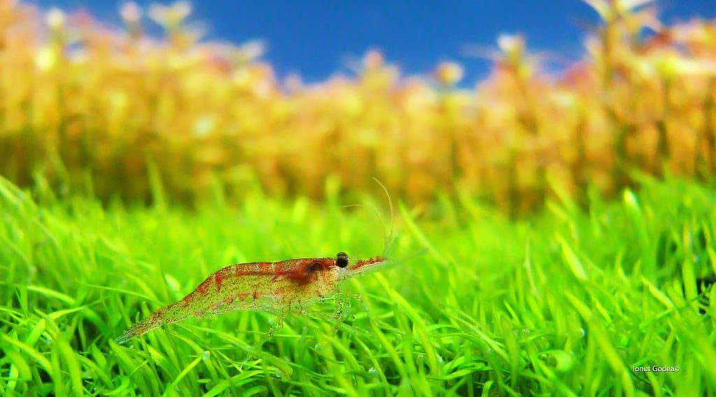 aquascaping-interview-romania-ionut-godea