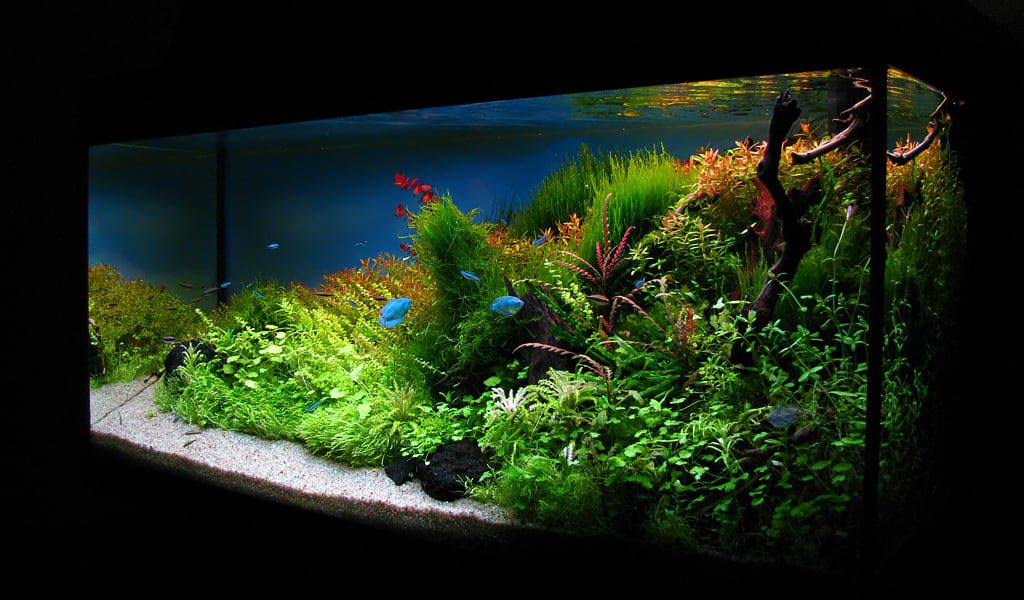 aquascaping-interview-romania-ionut-godea