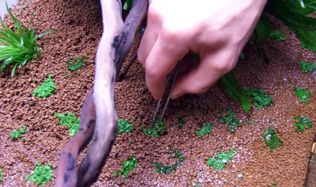 aquascaping-planting Aquascaping Tips