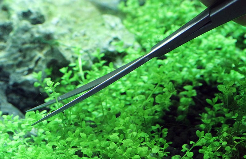 aquascaping-scissors-tools