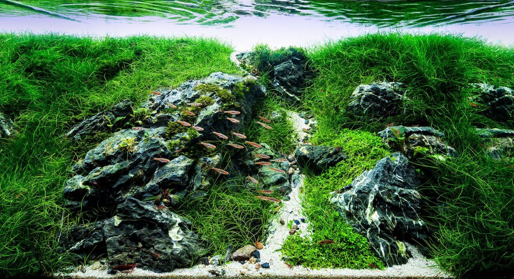 aquascaping-slopes-nature-aquarium