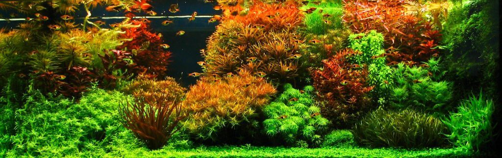 aquascaping-styles-dutch-aquarium-aquascape-1