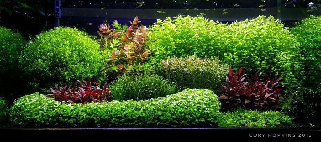 aquascaping-styles-dutch-aquarium-aquascape