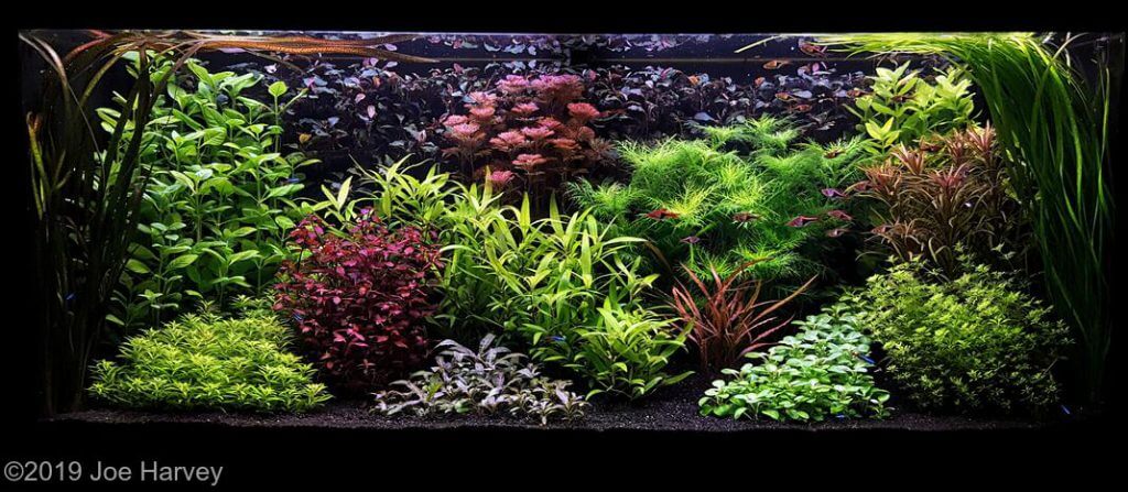 aquascaping-styles-dutch-aquarium-aquascape-3