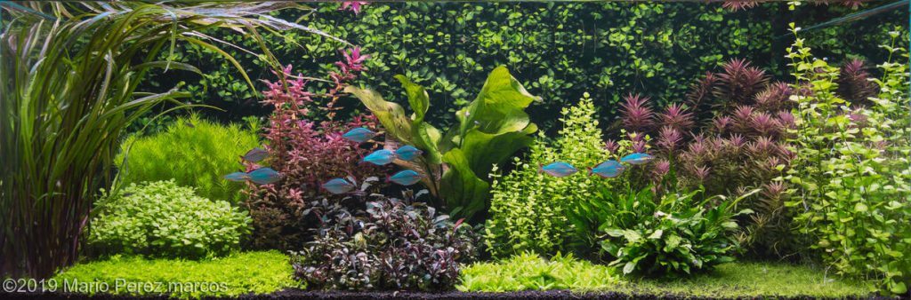 aquascaping-styles-dutch-aquarium-aquascape-4