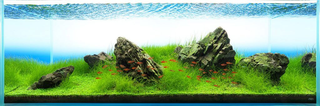 aquascaping-styles-iwagumi-aquarium-1