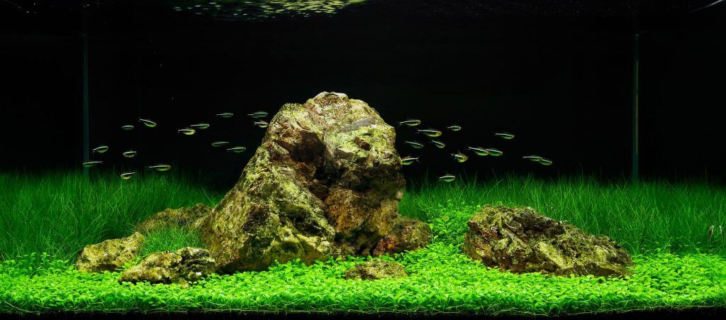aquascaping-styles-iwagumi-aquarium-2