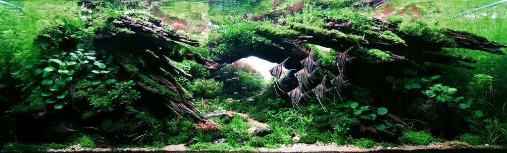 aquascaping-styles-nature-aquarium-creating-shadow-1