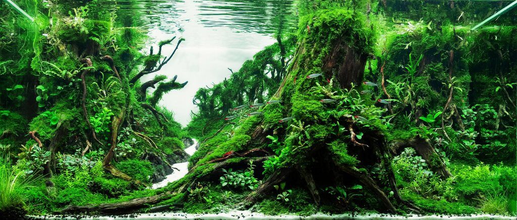 aquascaping-styles-nature-aquarium-creating-shadow-2