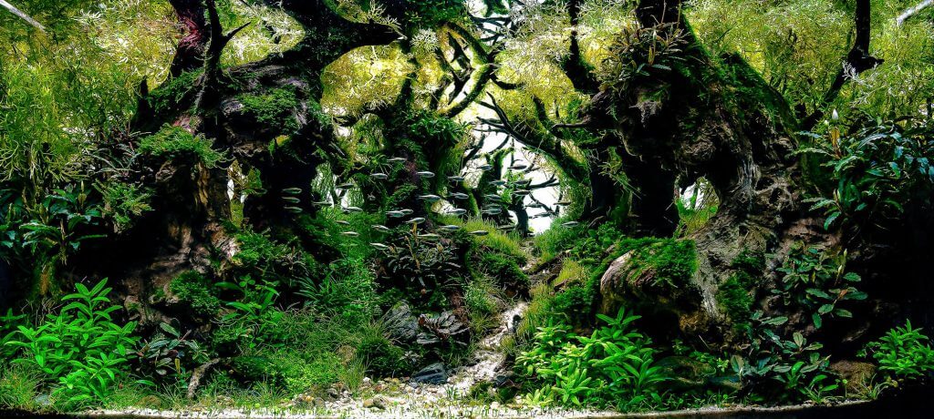 aquascaping-styles-nature-aquarium-creating-shadow-3